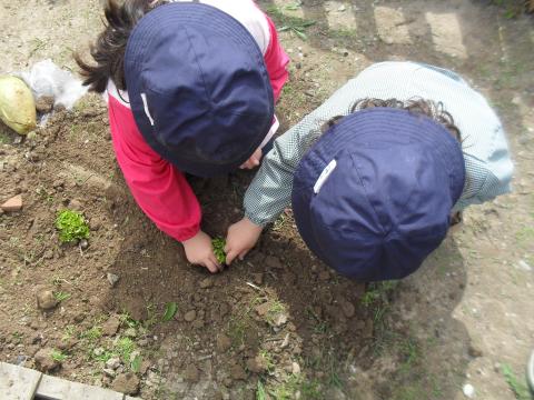 Plantámos orégãos no jardim de cheiros